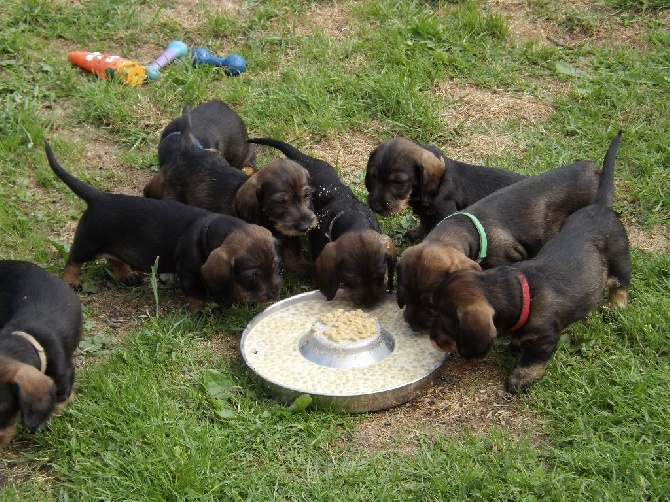 Des Petits Juges Lambertins - A la gamelle !!!