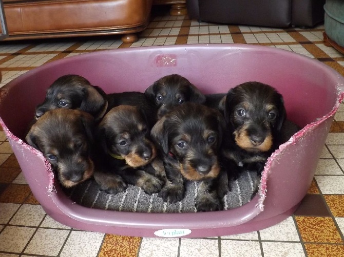 Des Petits Juges Lambertins - 4 semaines déja !!!