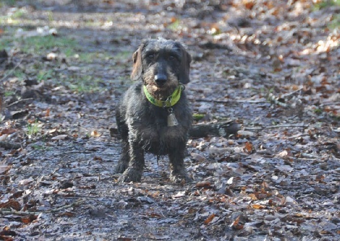 Des Petits Juges Lambertins - Duke en épreuve de quête au bois !!!