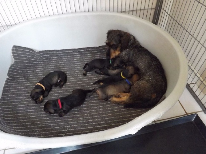 Des Petits Juges Lambertins - Chiots 22 jours !!!